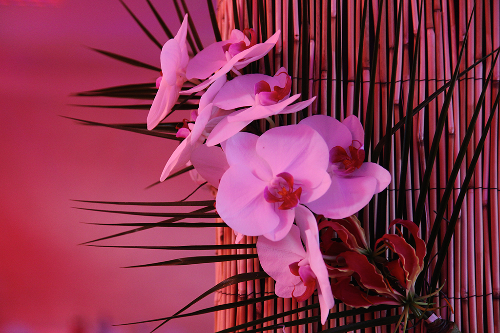 orchidés